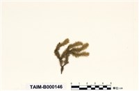 藏品(南亞美蕨苔)的圖片